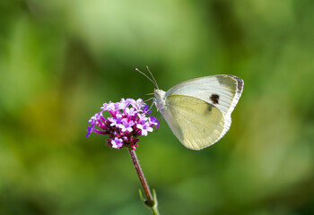 Large cabbage white on a purple flower. White butterfly collects nectar. Insect close-up. Pieris brassicae.
