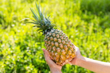 Hand hold a growth of pineapple in farm