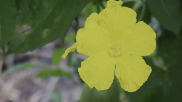 The bumble bee sucks the nectar from the flowers.