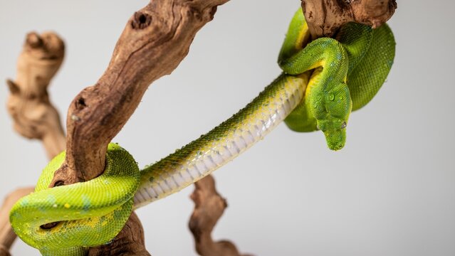 Green tree python (Morelia viridis) stretching across a log on a white background