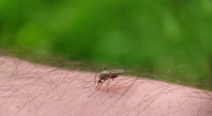 Mosquito got drunk on human blood close-up