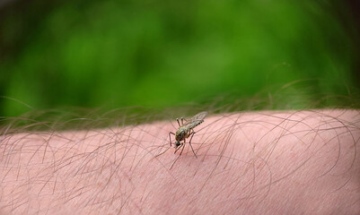 Background image a mosquito landed on a man's leg