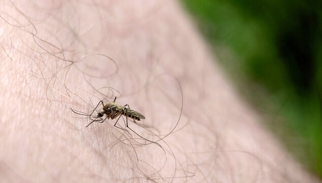 Background image of a mosquito biting a man's leg
