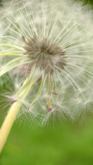 Fluffy white dandelion bud close-up on a green background