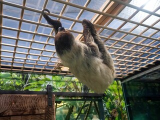 Sloth animal climbing the top of the cage in the zoo © Images By Sjs/Wirestock Creators