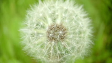 Obraz premium Background image of a spherical shape of a dandelion bud
