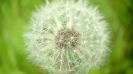 Foto auf Leinwand Background image of a spherical shape of a dandelion bud © mastak80