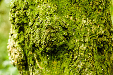 Green moss, background, texture.