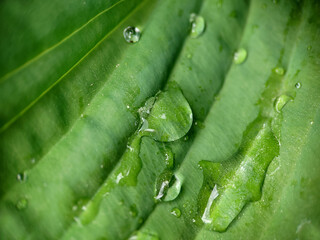 Background texture of raindrops on a green leaf