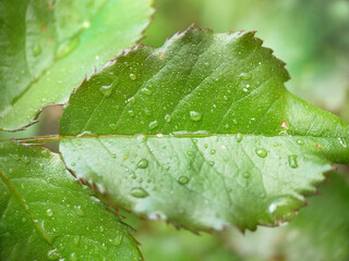 Green leaf close-up with raindrops on the surface