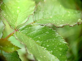 Dew drops on the green leaf of a young rose