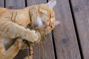 Funny red cat nibbles on a valerian root.