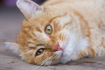 Funny red cat close-up. Selective focus on the cat's nose.