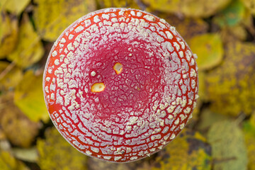 A beautiful fly agaric mushroom grows in its natural environment.