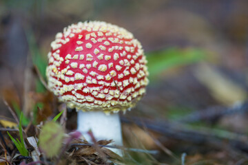 Defocused background. Selective focus in the foreground. A beautiful fly agaric mushroom grows in its natural environment.