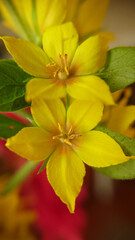 Fototapeta premium Background image of a yellow verbena flower close-up