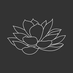 Succulent echeveria in doodle style, vector illustration. Desert flower hand drawn for print and design. Isolated white element on chalk board background. Home plant outline, side view