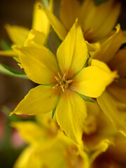 Background image of a yellow flower close-up