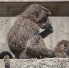 Monkey hamadryas in the park.