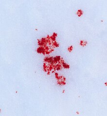 Red blood on white snow