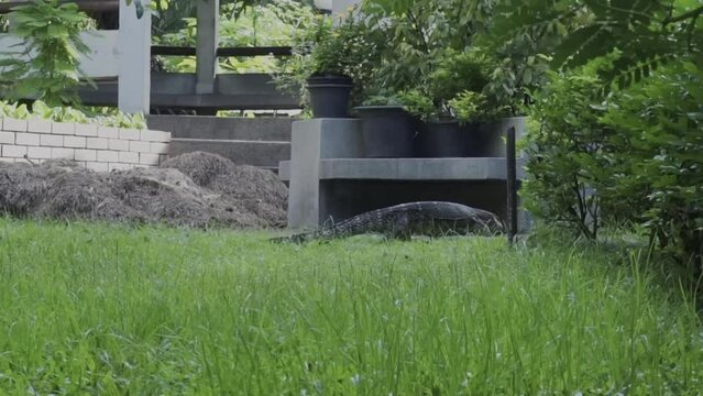 water monitor relaxing in the park