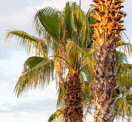 Palm leaves against the blue sky.