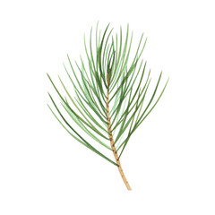Christmas tree pine branch isolated on white background. Watercolor hand drawn Xmas illustration. Art design decoration