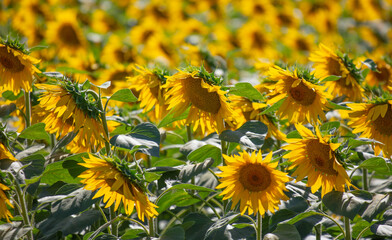 Yellow flowers of sunflowers as a background.