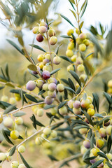 Olive tree plantation, young plants, ecological plantation, biodynamic agriculture