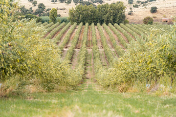 Olive tree plantation, young plants, ecological plantation, biodynamic agriculture