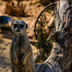 meerkat on guard duty