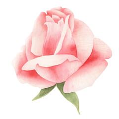 Watercolor pink rose isolated.