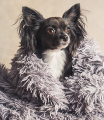 Cute puppy with big ears under blanket. Small adorable chihuahua with funny fur close up copy space background.