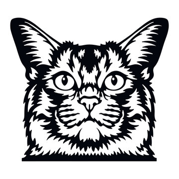 Somali Cat Vector, Peeking Cats, Cats Breed, Pet Vector portrait, Cats Head