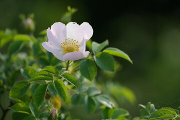 Dog rose, wild rose in nature, pink blooming flower with green leaves