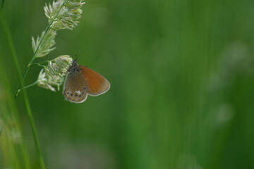 Obraz premium Close up of a chestnut heath butterfly in nature resting on a plant, natural background