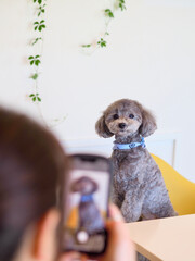 スマホで愛犬を撮影する女性　可愛い表情をする愛犬　トイプードル　お家時間　SNS　投稿　休日の過ごし方