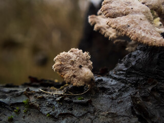 Close-up photo of small mushrooms on a tree