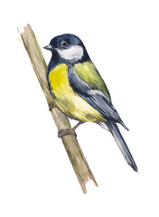 Watercolor realistic chickadee isolated on white background. Design element for decoration. Winter bird, spring bird.