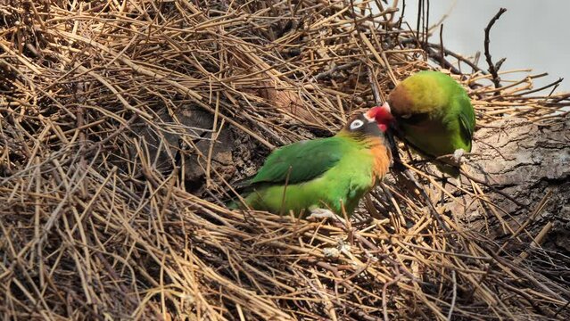 Yellow-collared lovebirds kissing each other on dry grass.