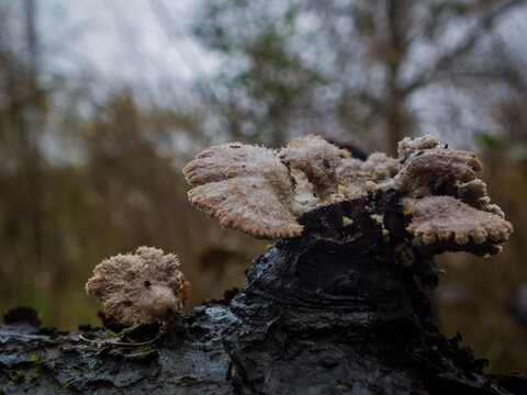 Close-up photo of small mushrooms on a tree
