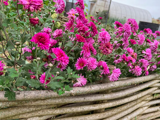 Lilac chrysanthemum flowers grow in the garden behind a wooden wicker fence