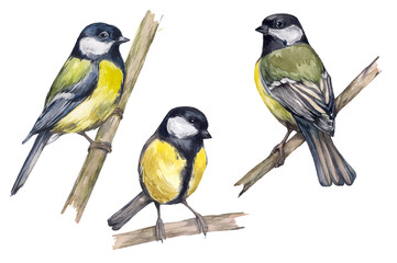 Set of watercolor realistic tits. Hand-drawn illustration for the design of packaging, textiles, postcards. Wintering small and bright birds. Winter and spring birds © Yana