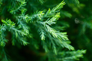 Fototapeta na wymiar close up of pine tree leaves wallpaper