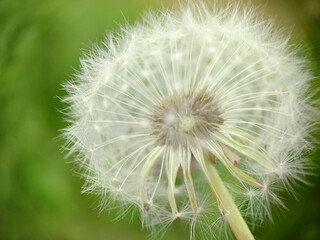 Ripe fluffy dandelion bud close-up on a grass background