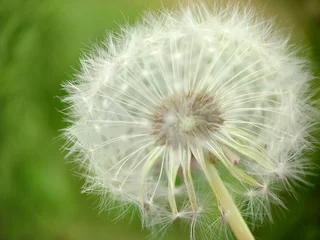 Foto auf Glas Ripe fluffy dandelion bud close-up on a grass background © mastak80