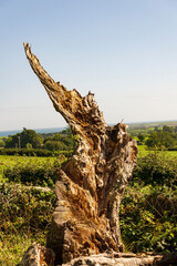 Tree stump rotted into a strange shape in Castleward