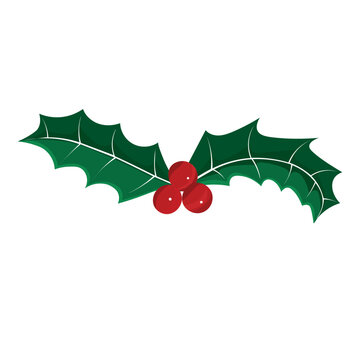 Holly leaves with red berries for Christmas decoration, green holly leaves design element