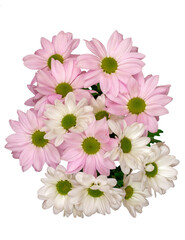 white and pink flowers, Eurasian Jastrun, Pyrethrum, Early Yastrun, (Leucanthemum vulgare Lam.), bouquet, top view, png file