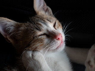 White-Brown Kitten Lying and Resting Its Chin in Its Leg